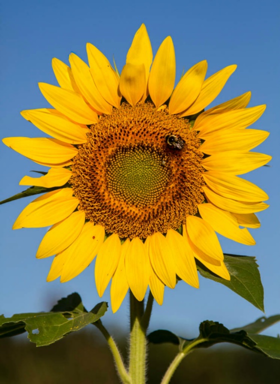 Bumblebee on Sunflower